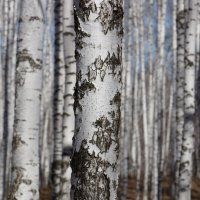 "Я в весеннем лесу пил берёзовый сок..." :: Анна Суханова