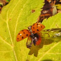 Захочу полечу......................Азіатська божа корівка.сонечко (лат. Harmonia axyridis) :: Ivan Vodonos