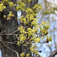 весна :: Владимир Холодницкий