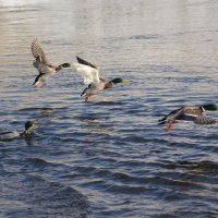 утки на реке :: linnud 