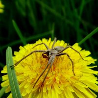 Pisaura mirabilis (дослівно - пізаура дивовижна) — павук родини Pisauridae :: Ivan Vodonos