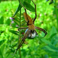 Pisaura mirabilis (дослівно - пізаура дивовижна) — павук родини Pisauridae :: Ivan Vodonos