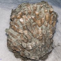 Морские кораллы верхнего девона (≈380 млн лет), найденные мной 28 апреля в окрестностях Ухты. Коми. :: Николай Зиновьев