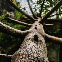 Узоры на дереве от муравьёв-древоточцев :: Анастасия Трофимова