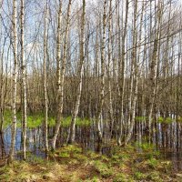 Талая вода в берёзовой роще :: Андрей Снегерёв