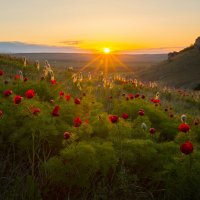 Весна в Крыму :: Сергей Титов