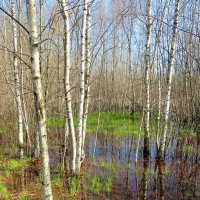 Рощица в талой воде :: Андрей Снегерёв