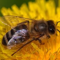 Пчела :: Александр Посошенко