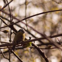 Птичка на весенних ветвях :: Aнна Зарубина