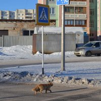 Кот  Рыжий,на  переходе... :: Георгиевич 