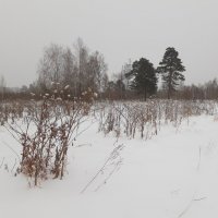 Апрельский снегопад :: Галина Минчук