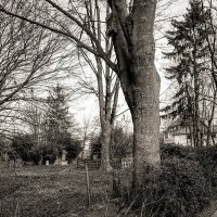 О деревьях :: Николай Гирш