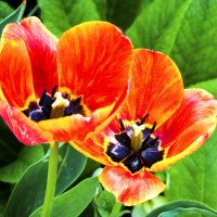 Тюльпаны  в ботаническом  саду :: Валентин Семчишин