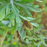 Дзижчало великий (Bombylius major). :: Ivan Vodonos