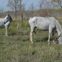Весна и у  лошадей... :: Андрей Хлопонин