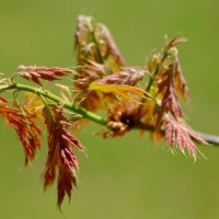 Quercus rubra Дуб красный неторопливо распускает листья :: wea *