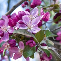 Цветы  в  апреле :: Валентин Семчишин