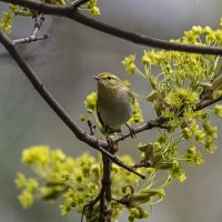 Птичка на веточке :: Анна Иларионова