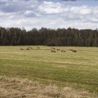 Поле :: Александр 