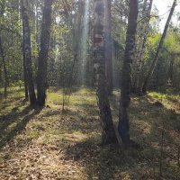 В лесу . , Серия. :: Мила Бовкун
