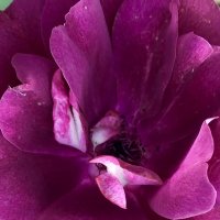 Роза необычного цвета :: Pippa 