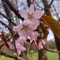 Сакура :: Сапсан 