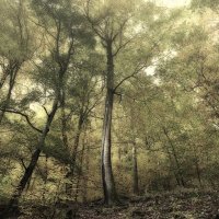 Туманный лес :: Valeriy(Валерий) Сергиенко