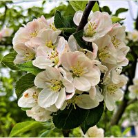 Цветение яблони. :: Валерия Комова