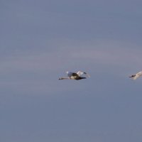 Лебеди в полёте :: Антонина Гугаева