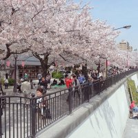 Цветение сакуры вдоль реки Сумида Токио Япония :: wea *