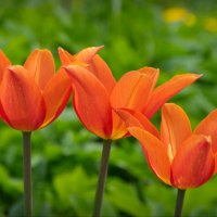 Оранжевые тюльпаны :: lady v.ekaterina