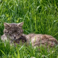 "Кошка в траве..." :: Сяргей Зайцаў (Lesavik)