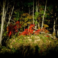 таинственный лес :: Katrin Anchutina