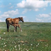 Два часа жизни :: Олег Барзолевский