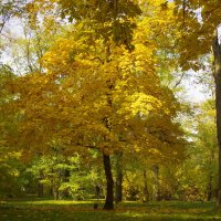 Дерево Осенью :: Армен Григорян