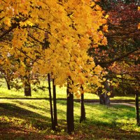 Осень в парке :: Алёна Жила