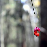 Сонной тенью бродит осень :: Михаил Власов