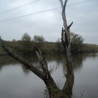 Река Пахра в Московской области. :: Ольга Кривых