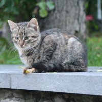 Котэ 2 :: Дмитрий 