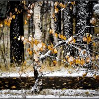 Первый снег на последний лист :: Василий Хорошев