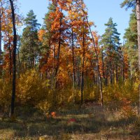 Лесная панорама октября :: Владимир Нев