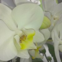 орхидея :: Олеся 