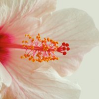 Pink hibiscus flower :: Lidiya Dmitrieva