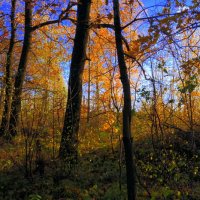 Осень в лесу. :: Ирина Киямова