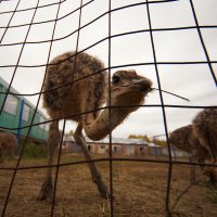 про страуса :: Валерий 