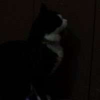 Почти тёмная кошка в тёмной комнате :: Вероника Шелкова
