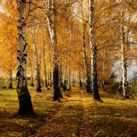 Осень :: Дмитрий Тарарин