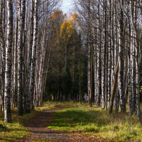 Берёзовая аллея :: Денис Матвеев