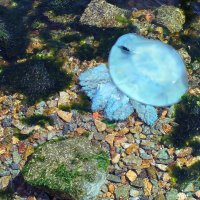 Владивосток, медуза :: Олеся Ливицкая