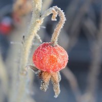 Ягодка :: Наталья Запольских